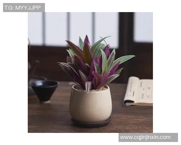 盆栽艺术：如何打造既美观又易养护的室内绿植空间